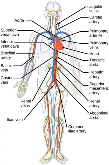 3.3 Circulatory and Respiratory Systems – Human Biology