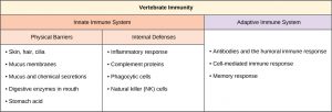 Table shows vertebrate immunity, with 2 columns for innate and adaptive immune system characteristics. The innate immune system if further divided into physical barriers and internal defenses. Under physical barriers are: skin, hairs, cilia, mucus membranes, mucus and chemical secretions, digestive enzymes in mouth, and stomach acid. Under internal defenses are: inflammatory response, complement proteins, phagocytic cells, and natural killer (NK) cells. In the adaptive immune system column are: antibodies and the humoral immune response, cell-mediated immune response, and memory response.
