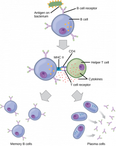 Illustration shows activation of a B cell. An antigen on the surface of a bacterium binds the B cell receptor. The B cell engulfs the antigen, and presents the antigen on its surface in conjunction with a MHC II receptor. A T cell receptor and CD4 molecule on the surface of a helper T cell recognize the antigen–MHC II complex and activate the B cell. The B cell divides and turns into memory B cells and plasma cells. Memory B cells present antigen-specific antibody on their surface. Plasma B cells excrete antibodies.