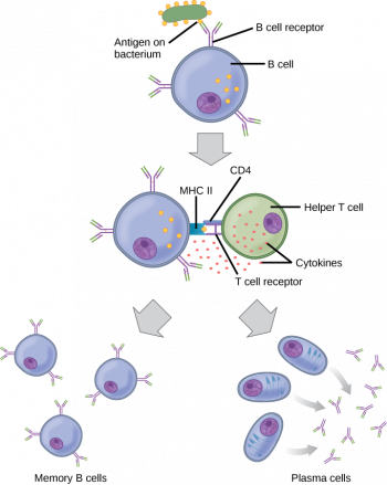 2.7 Adaptive Immunity – Human Biology