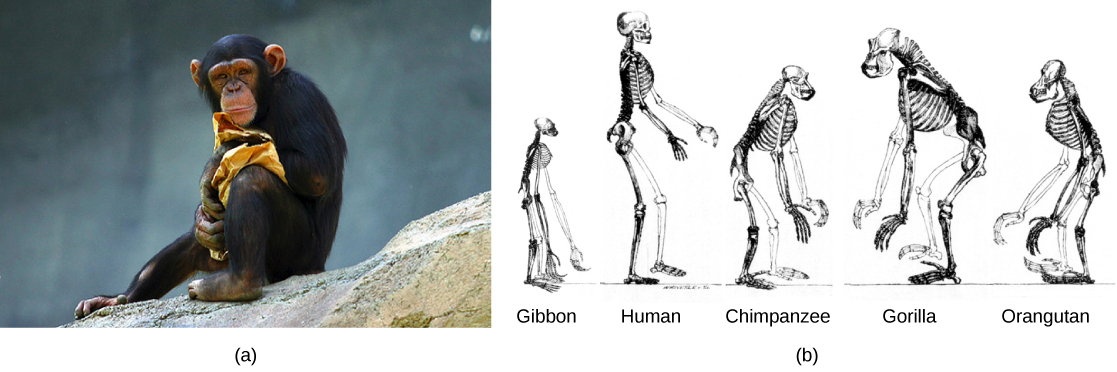 1.7 The Evolution Of Primates – Human Biology