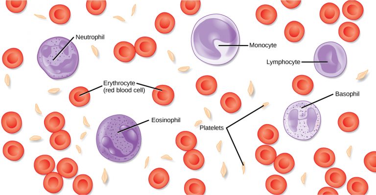 2.2 Components of the Blood – Human Biology