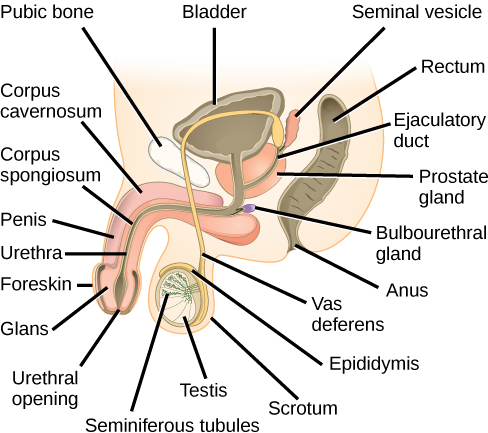 Illustration shows a cross section of the penis and testes. The penis widens at the end, into the glans, which is surrounded by the foreskin. The urethra is an opening that runs through the middle of the penis to the bladder. The tissue surrounding the urethra is the Corpus spongiosum, and above the Corpus spongiosum is the Corpus cavernosum. The testes, located immediately behind the penis, are covered by the scrotum. Seminiferous tubules are located in the testes. The epididymis partly surrounds the sac containing the seminiferous tubules. The Vas deferens is a tube connecting the seminiferous tubules to the ejaculatory duct, which begins in the prostate gland. The prostate gland is located behind and below the bladder. The seminal vesicle, located above the prostate, also connects to the seminal vesicle. The bulbourethral gland connects to the ejaculatory duct where the ejaculatory duct enters the penis.