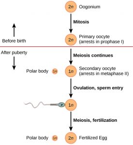 Oogenesis begins when the 2n oogonium undergoes mitosis, producing a primary oocyte. The primary oocytes arrest in prophase I before birth. After puberty, meiosis of one oocyte per menstrual cycle continues, resulting in a 1n secondary oocyte that arrests in metaphase II and a polar body. Upon ovulation and sperm entry, meiosis is completed and fertilization occurs, resulting in a polar body and a fertilized egg.