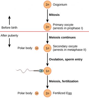 5.2 Meiosis and Gametogenesis – Human Biology