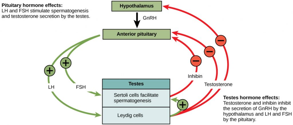 5-4-hormonal-control-of-human-reproduction-human-biology