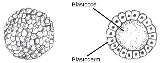 Part B shows a hollow ball of cells. The cells on the surface are called the blastoderm, and the hollow center is called the blastocoel.