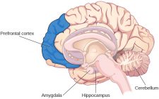 1.11 Parts of the Brain Involved with Memory – Human Biology