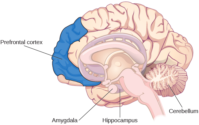 1-11-parts-of-the-brain-involved-with-memory-human-biology