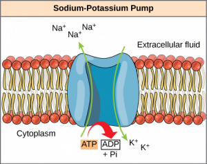 4.4 ATP: Adenosine Triphosphate – Human Biology