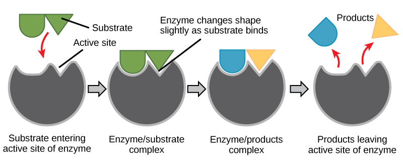 In this diagram, a substrate binds the active site of an enzyme and, in the process, both the shape of the enzyme and the shape of the substrate change. The substrate is converted to products that then leave the enzymes active site.