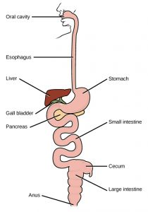 4.3 The Digestive System – Human Biology