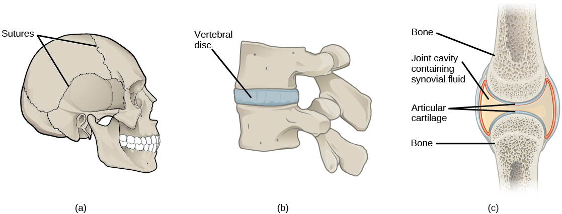 4.7 Musculoskeletal System – Human Biology