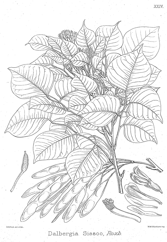 The illustration shows a Dalbergia sissoo plant, which is short with pods and teardrop-shaped leaves.