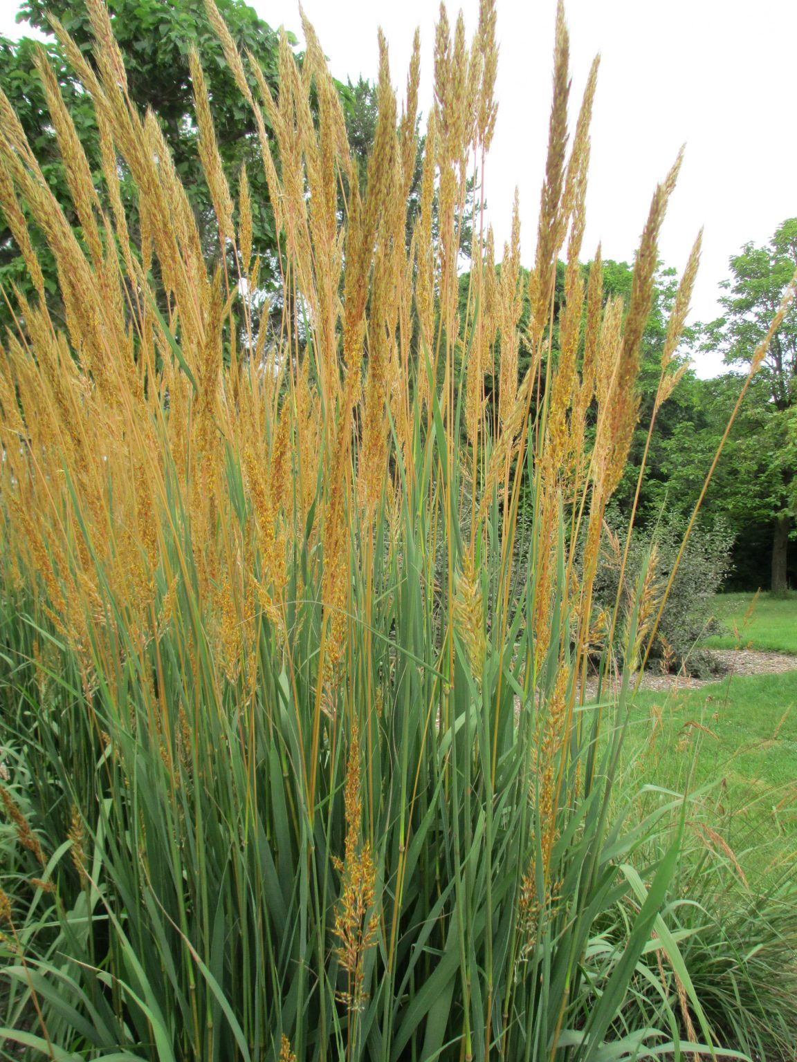 1-1-parts-of-the-plant-gardening-with-native-grasses-in-cold-climates