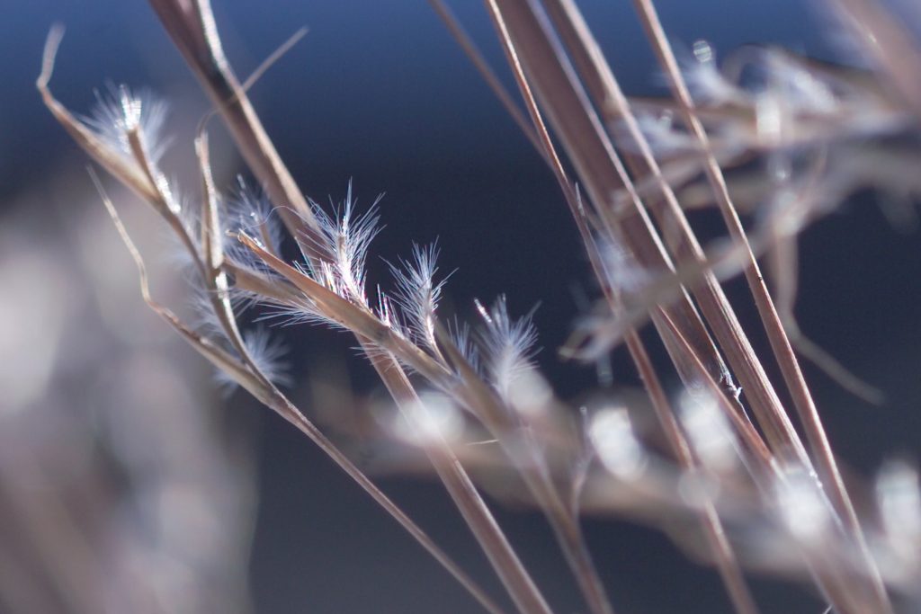 Little bluestem flower by David Hansen.