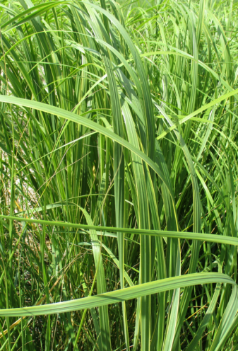 Prairie cordgrass (Spartina pectinata)