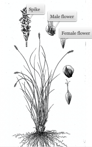 1.1 Parts of the Plant – Gardening with Native Grasses in Cold Climates