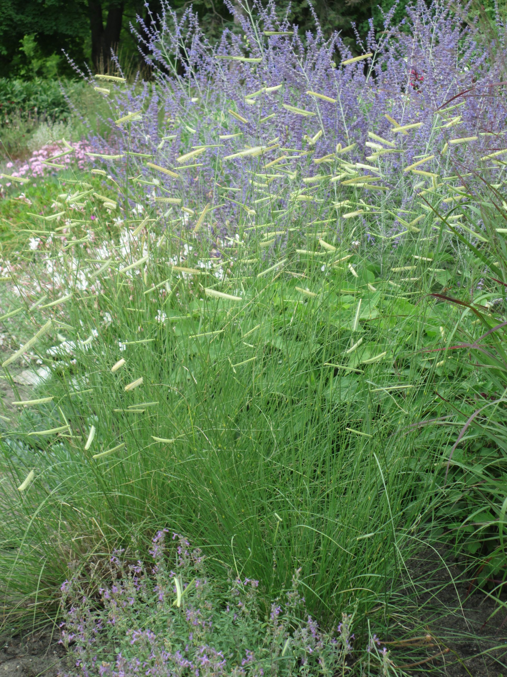 3.3 Blue grama Gardening with Native Grasses in Cold Climates