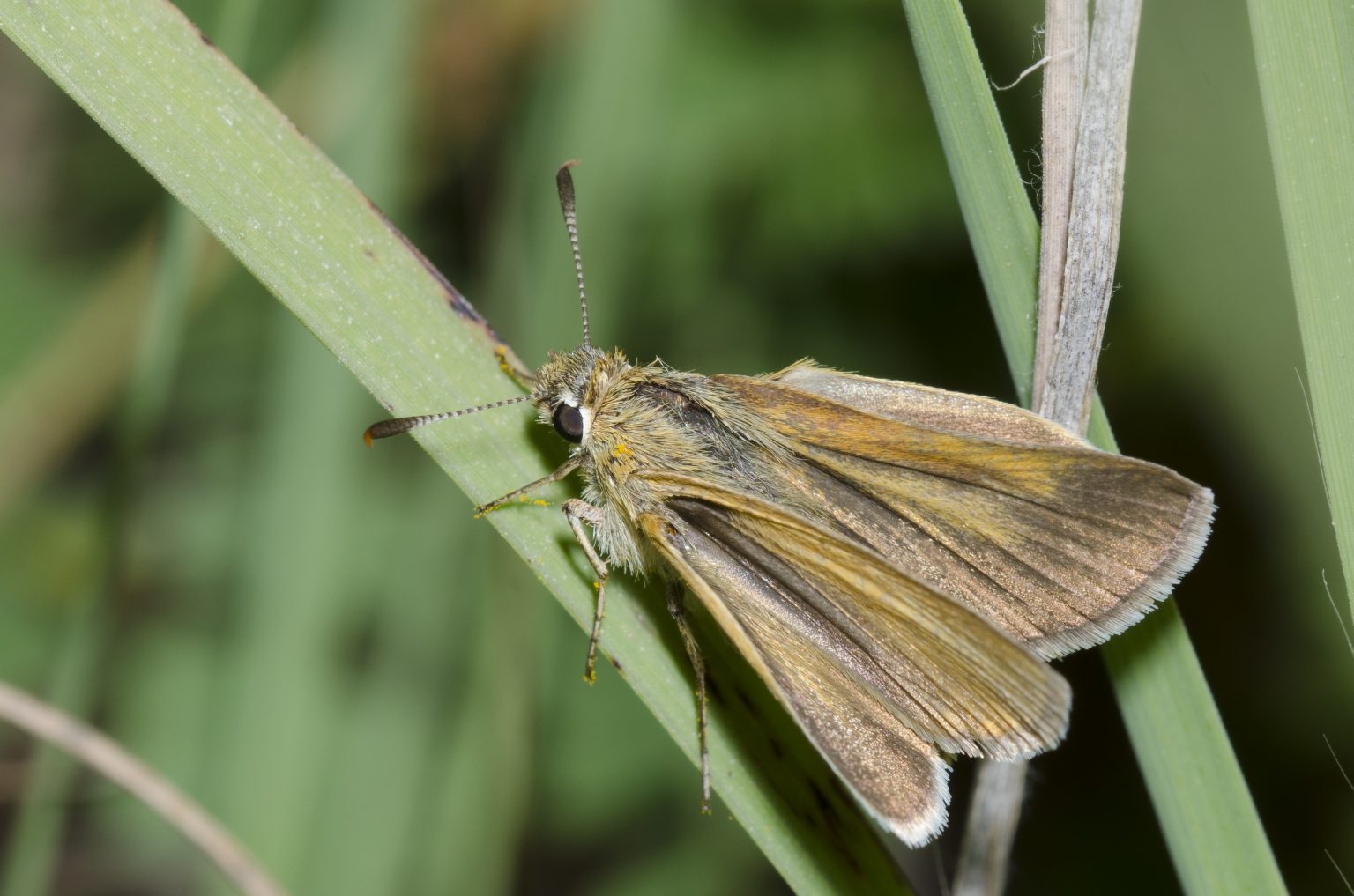 chapter-2-benefits-of-native-grasses-gardening-with-native-grasses