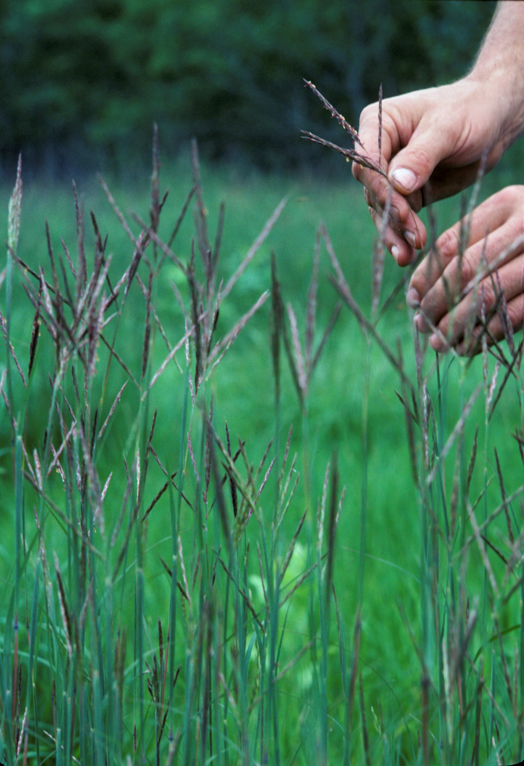 fescue pasture grass