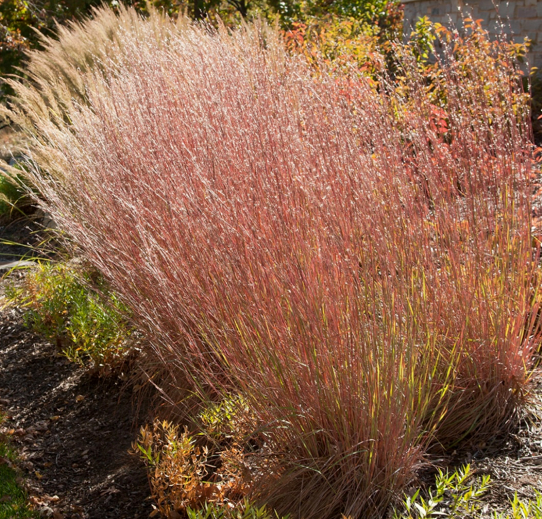 3.13 Little bluestem – Gardening with Native Grasses in Cold Climates