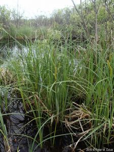 carex-lacustris