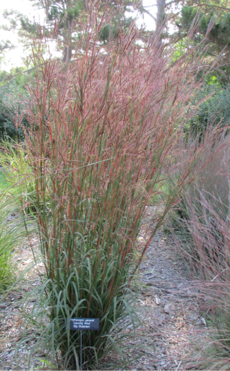 ‘Dancing Wind’ big bluestem