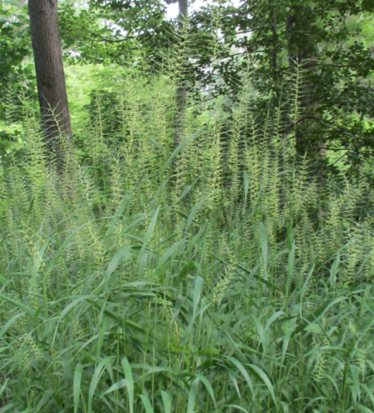 Eastern bottlebrush grass in flower.