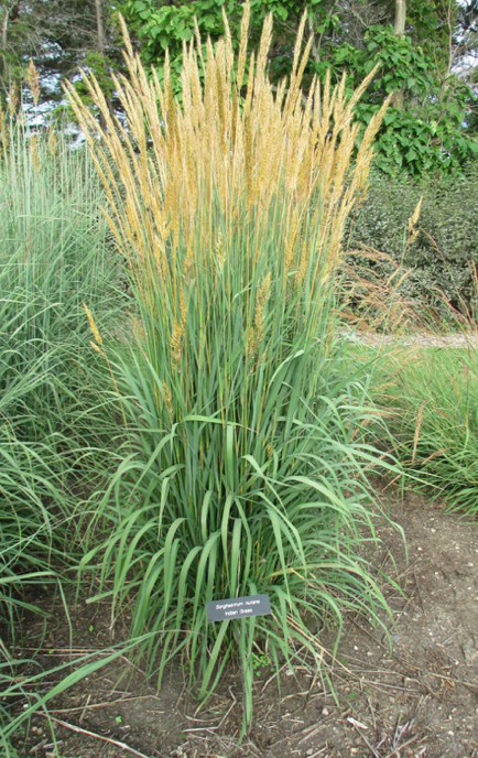 Indiangrass in flower.