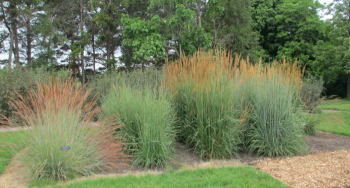 2.4 Nativars – Gardening with Native Grasses in Cold Climates