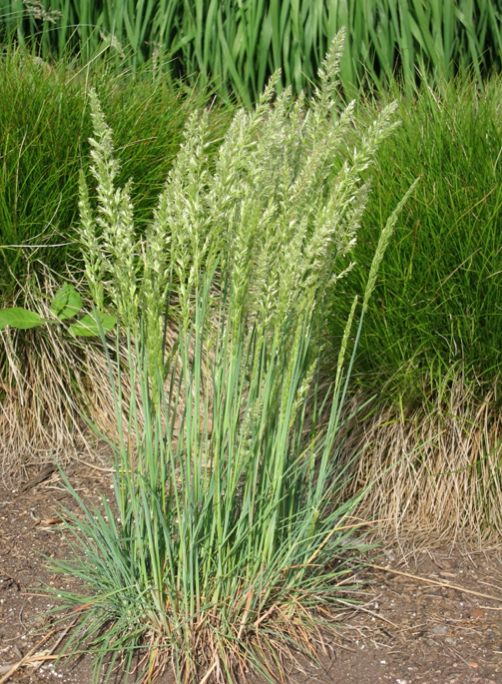 Junegrass in flower.