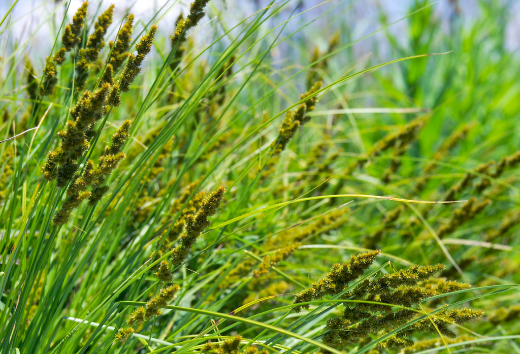 Native sedge in wetland. Photo by Dave Hansen.