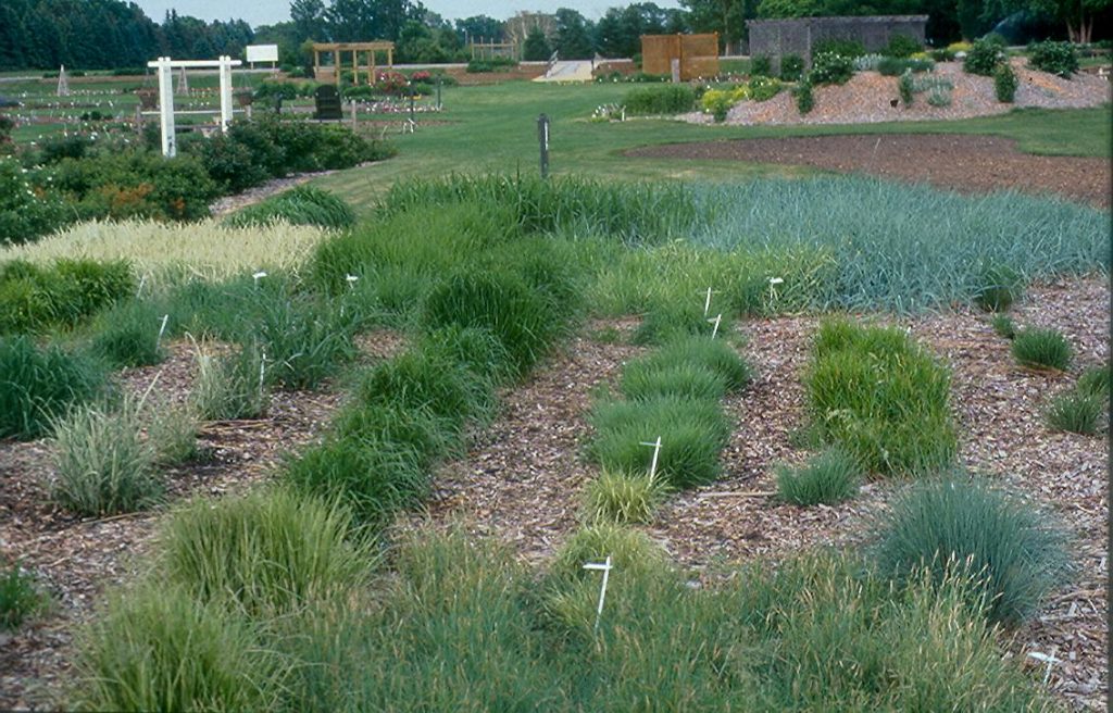The Morris Grass Collection in 2002, originally planted in 1996. In 6 years the rhizomatous grasses in back clearly show their method of growth compared to the bunch grasses in the foreground.