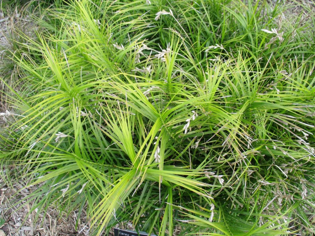 palm sedge in seed