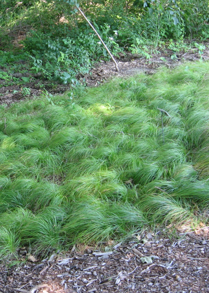 Pennsylvania sedge growing in the shade.