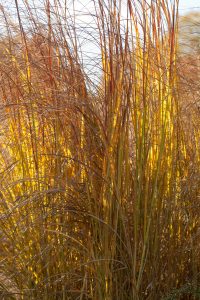 spartina pectinata prairie cordgrass