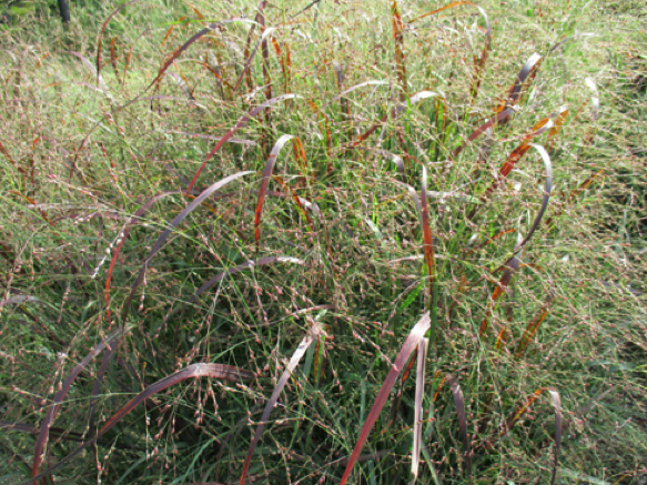 ‘Praire Fire’ switchgrass in flower, showing fall color.