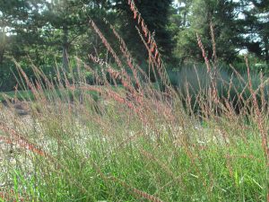 sideoats grama flowers