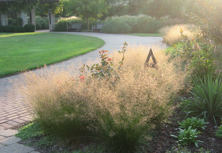 ‘Tara’ prairie dropseed in flower.