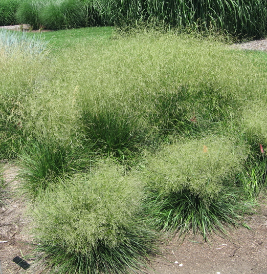 Tufted hairgrass in full flower, ‘Goldstaub’ in foreground.