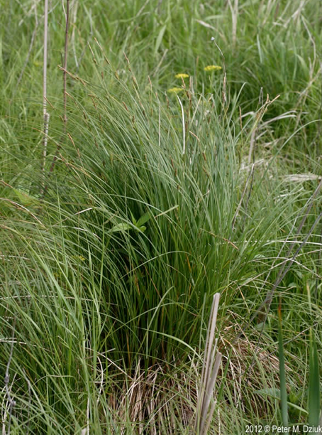 Tussock sedge in its native habitat. Photo by Peter Dziuk of Minnesota Wildflowers. 