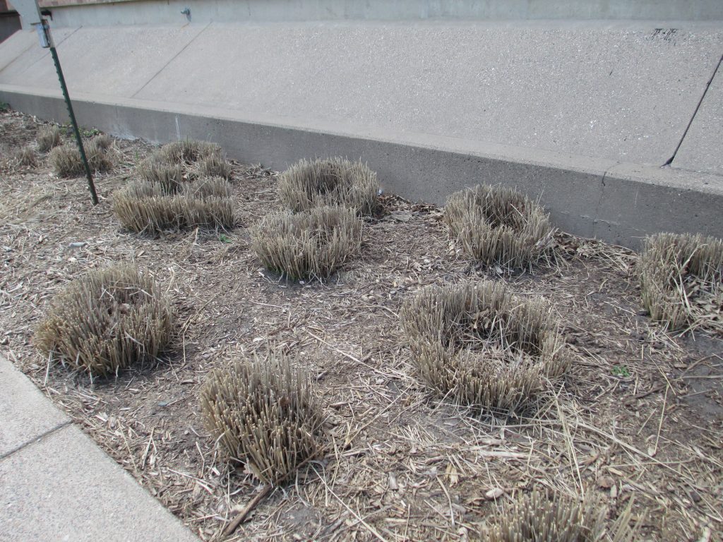 Bunch grasses that have been cut back