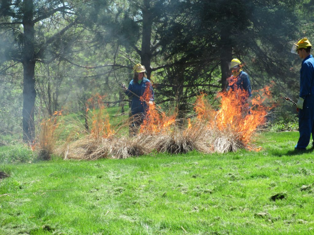 A professional burning crew carrying out a prescribed burn at the Minnesota Landscape Arboretum. Burning native grasses increases vigor and seed set.