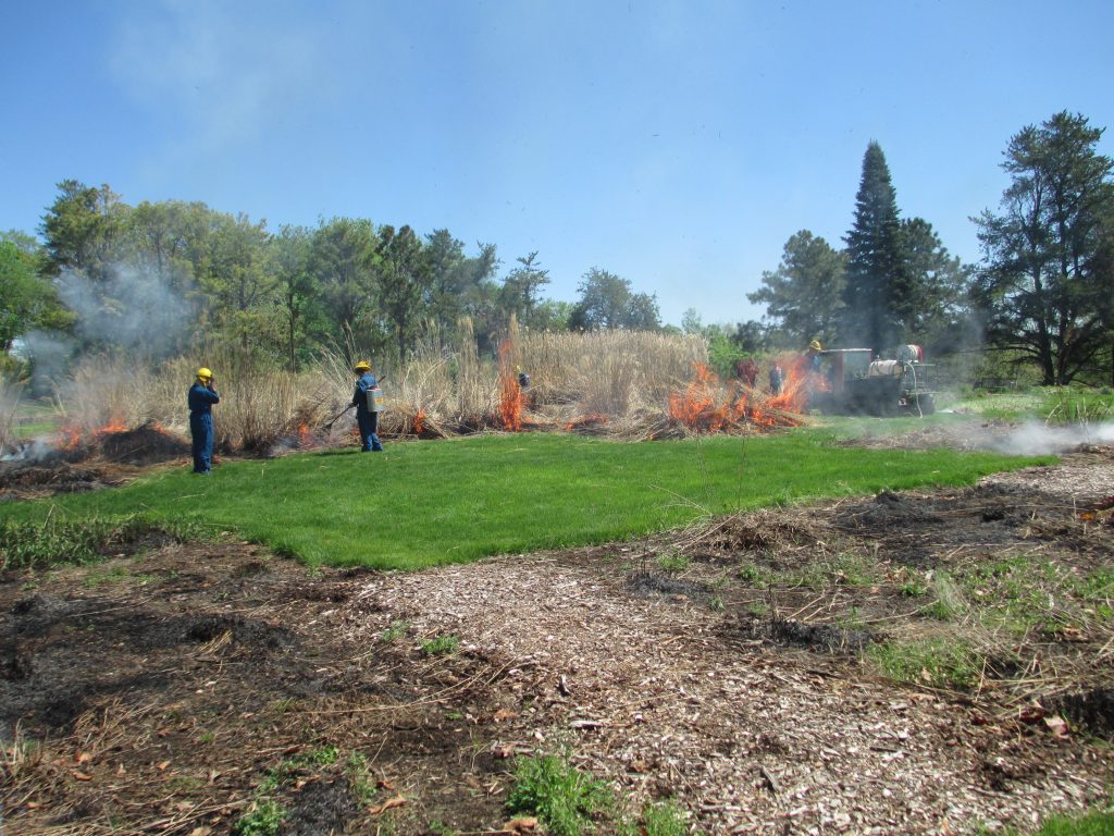 Professional burning crew at the Minnesota Landscape Arboretum burning the grass collection in the spring. 