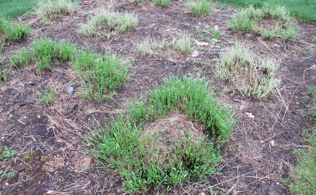 New spring growth forms a ring around the dead center of this bunch grass.