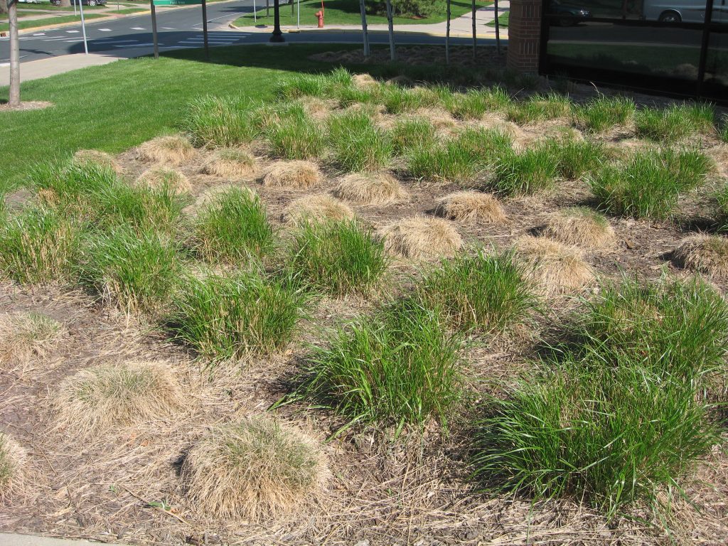 New bunch grass growth in the spring.