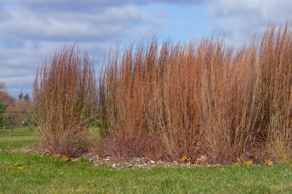 Blue HeavenTM hedge in fall color. Photo by Dave Hansen.