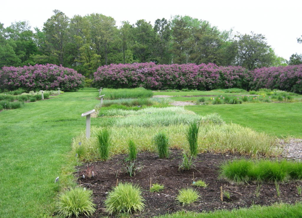 Minnesota Landscape Arboretum Grass Collection May 2012