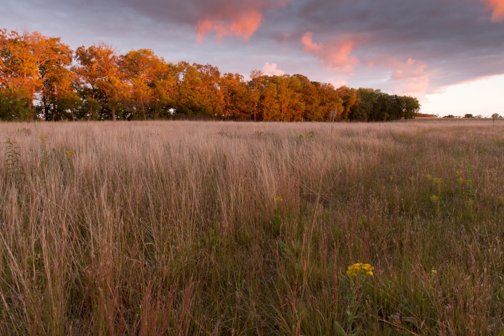 Native Minnesota prairie. Photo by Dave Hansen.